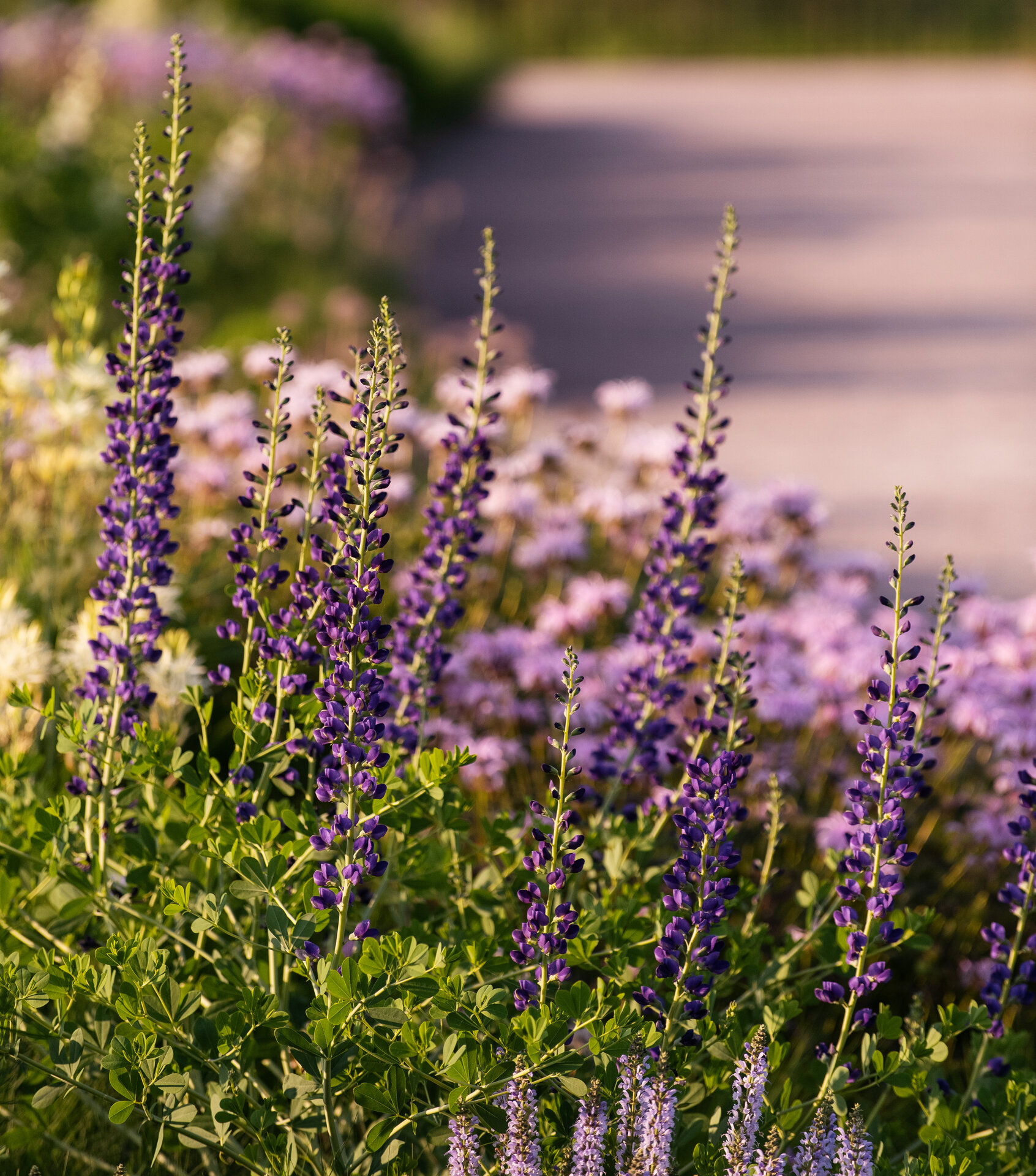 Baptisia x 'Midnight Prairieblues'